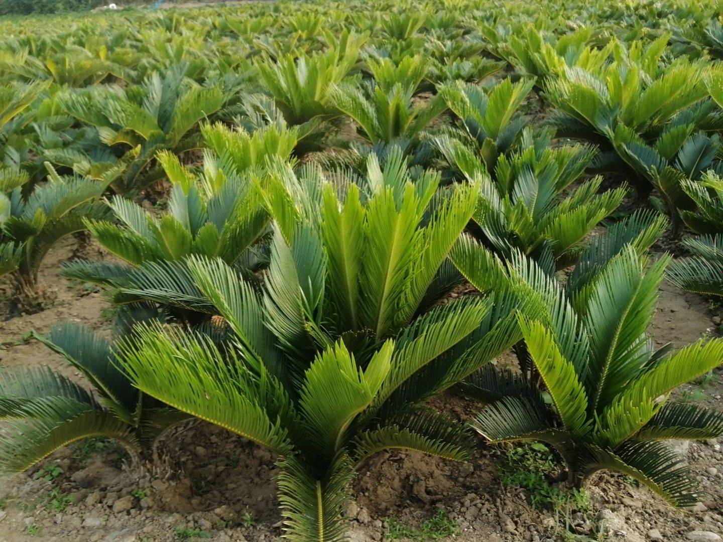 裸子植物有花和果实吗（科普关于裸子植物的知识）