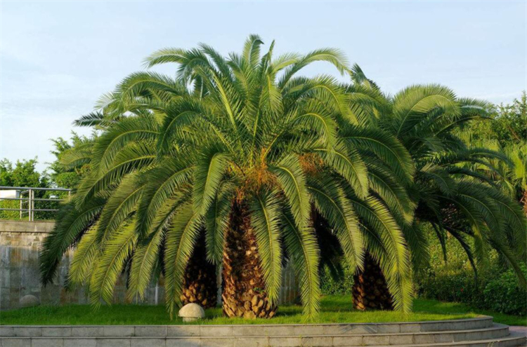 裸子植物有花和果实吗（科普关于裸子植物的知识）