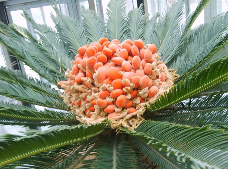 裸子植物有花和果实吗（科普关于裸子植物的知识）