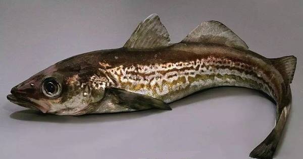 蟹棒是什么做成的（一文了解蟹棒的主要成分）