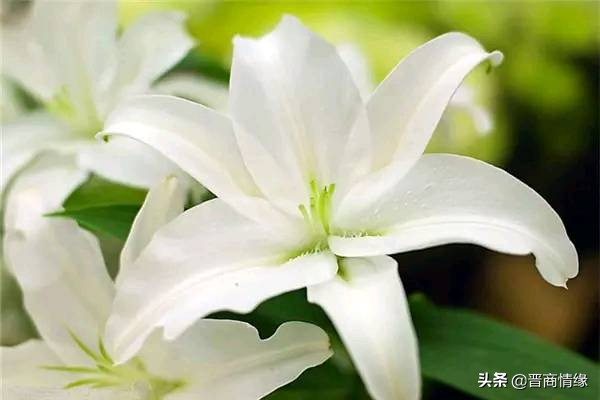 买百合花一般买几只好（不同数量的百合花的含义）