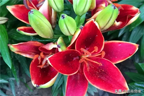 买百合花一般买几只好（不同数量的百合花的含义）