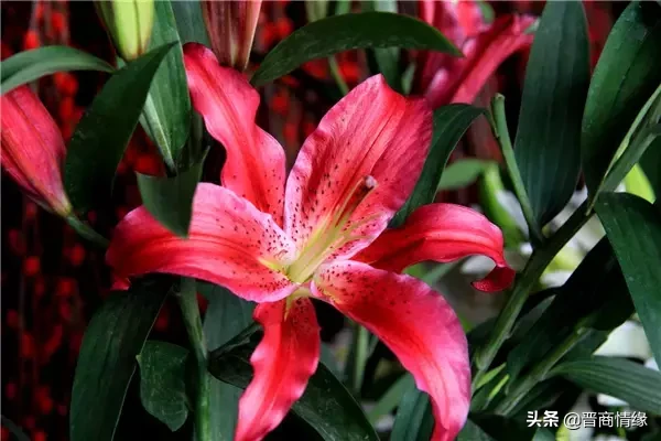 买百合花一般买几只好（不同数量的百合花的含义）