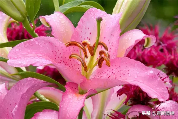 买百合花一般买几只好（不同数量的百合花的含义）