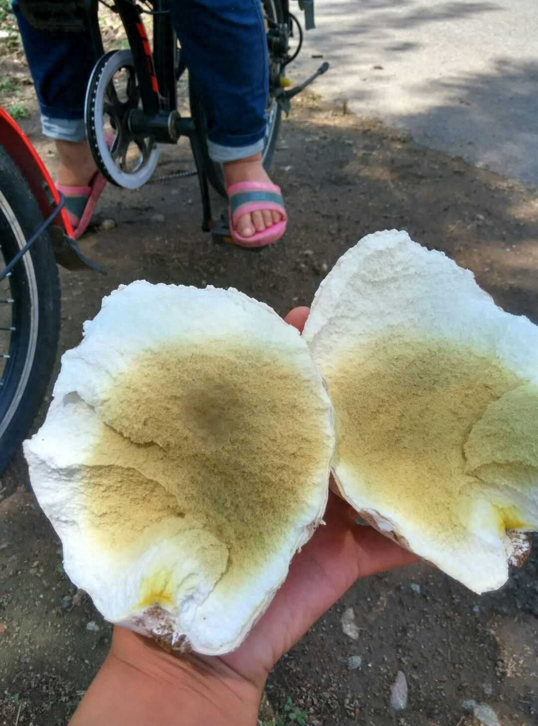 我是“马粪包”，是菇类家族的一员，你吃过没有？