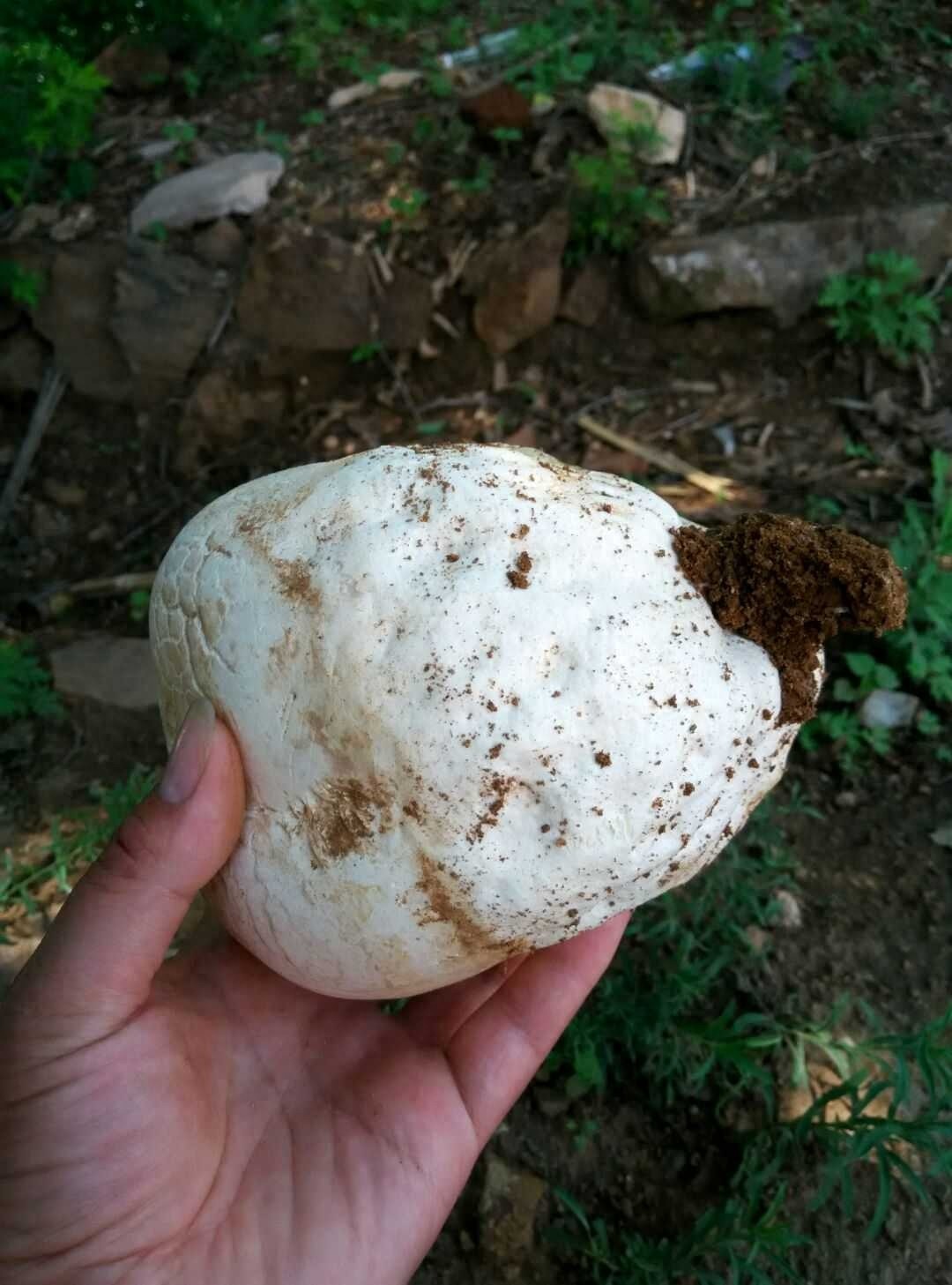 我是“马粪包”，是菇类家族的一员，你吃过没有？