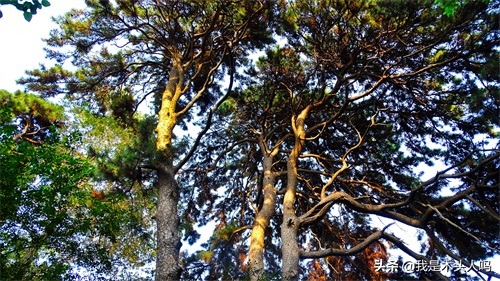 沈阳．清昭陵．沉寂的往事