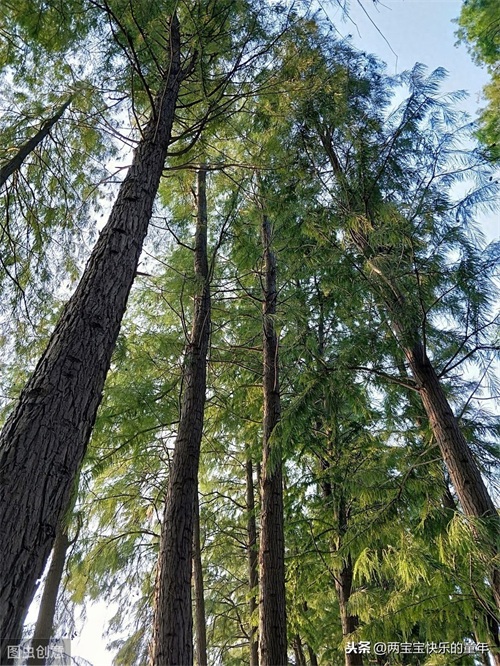 十年树木,百年树人