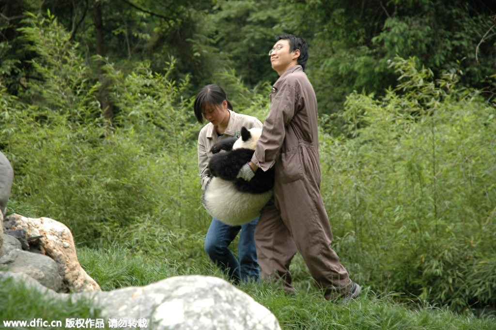 熊猫饲养员薪酬3000 每天挑20斤粪便你愿意做么？