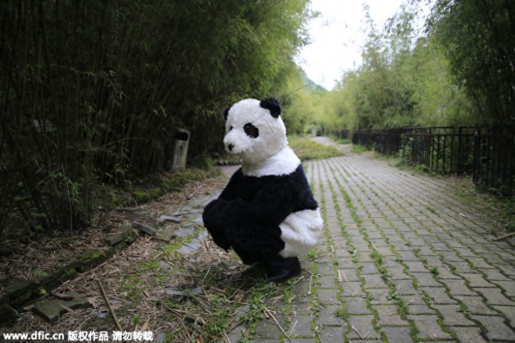 熊猫饲养员薪酬3000 每天挑20斤粪便你愿意做么？