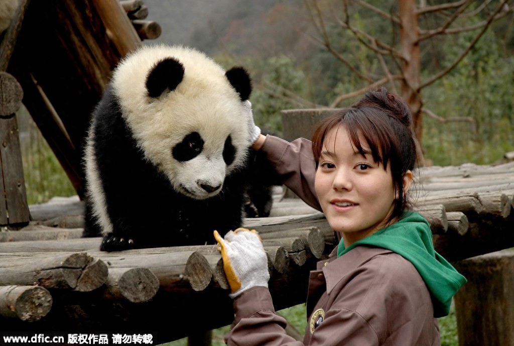 熊猫饲养员薪酬3000 每天挑20斤粪便你愿意做么？