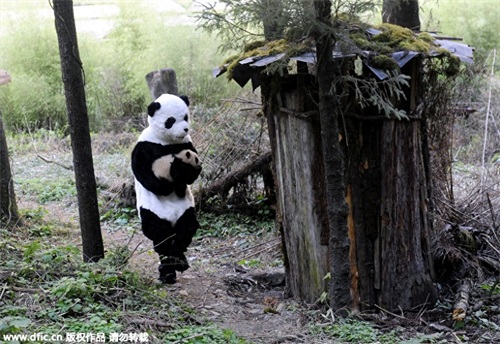 熊猫饲养员薪酬3000 每天挑20斤粪便你愿意做么？
