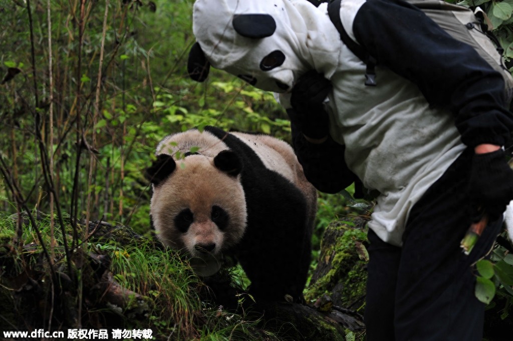 熊猫饲养员薪酬3000 每天挑20斤粪便你愿意做么？